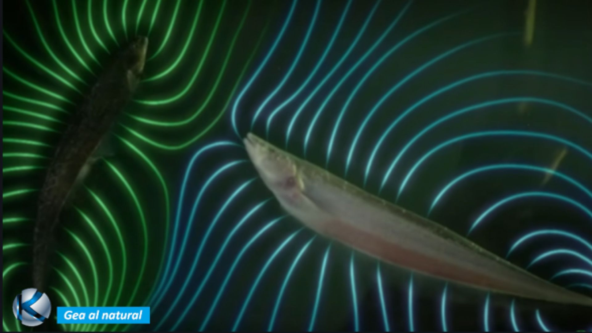 GEA 110 Peces eléctricos del Amazonas - Criaturas de otro mundo